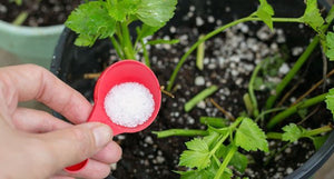 Epsom Salts for Gardeners